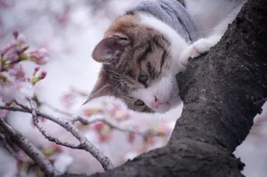 Cat On Sakura Tree Wallpaper