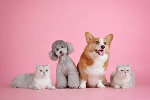 Cat Persian And Dog Poodle Corgi Wallpaper