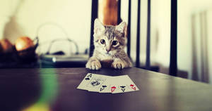 Cat Playing Cards Wallpaper