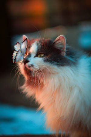 Cat With Butterfly Wallpaper