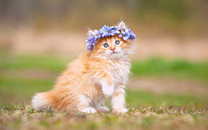Cat With Flower Crown Wallpaper