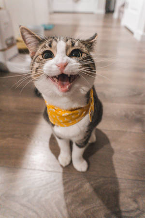 Cat With Yellow Scarf