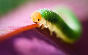 Caterpillar By The Leaf Hd Photography Wallpaper