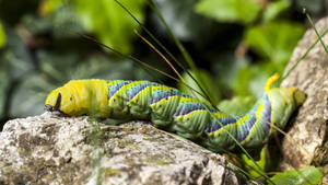 Caterpillar Crawling On Rock Wallpaper