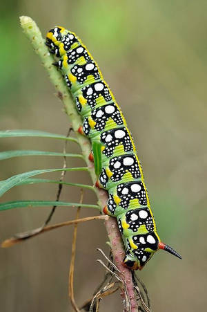 Caterpillar Insect Black And White Pattern Wallpaper