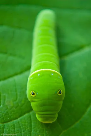 Colorful caterpillar in green blured our backgound nature wallpaper • wall  stickers small, pest, summer | myloview.com