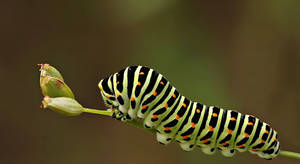 Caterpillar Insect Life Wallpaper