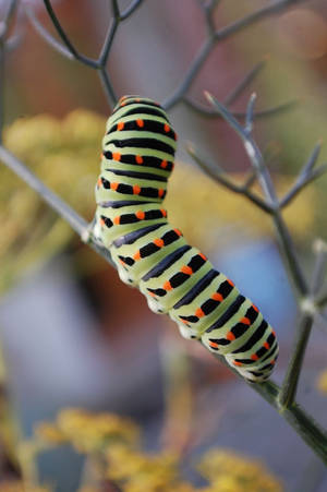 Caterpillar Insect On A Branch Wallpaper
