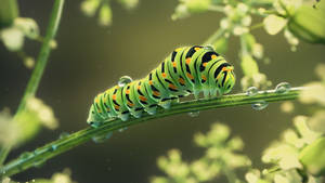 Caterpillar Insect On Stem Wallpaper