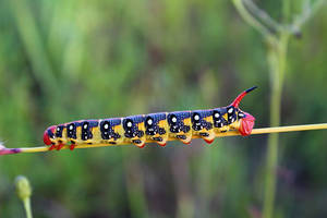 Caterpillar Insect Pattern Wallpaper