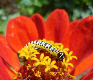 Caterpillar Insect Red Flower Wallpaper