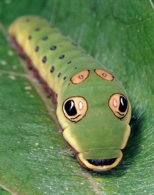 Caterpillar Insect Snake Face Wallpaper