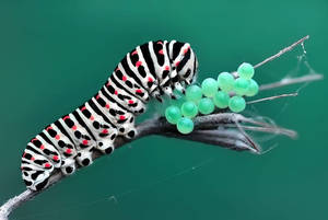 Caterpillar Insect With Blue Beads Wallpaper