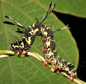 Caterpillar Insect With Thorns Wallpaper
