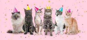 Cats Birthday Party Background Wallpaper