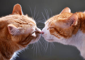 Cats Kissing Hd Wallpaper
