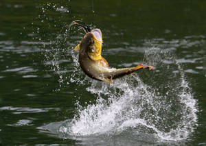 Caught Trout Fish Wallpaper