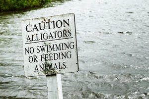Caution Alligator Danger Sign Wallpaper