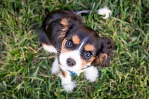 Cavalier King Charles Spaniel Puppy Wallpaper