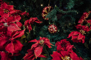 Celebrate A New Year With A Festive Poinsettia Wallpaper