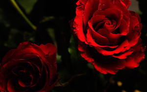 Celebrate Beauty With A Bouquet Of Red Roses Wallpaper