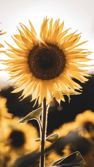 Celebrate Life With The Beautiful Harmony Of Sunflowers And Roses. Wallpaper