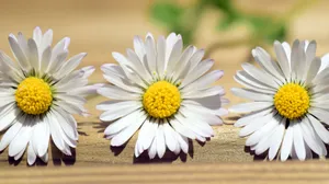 Celebrate The Birth Of Spring! Wallpaper