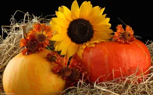 Celebrate The Fall Season With A Pumpkin! Wallpaper