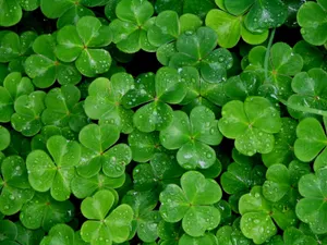 Celebrate The Luck Of The Irish With A Shamrock! Wallpaper