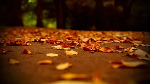 “celebrate The Perfect Fall” Wallpaper