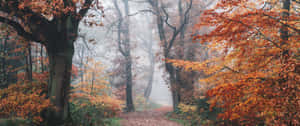 Celebrating The Autumn With Gorgeous Foliage Wallpaper