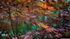 Celebrating The End Of Summer In Style. Wallpaper