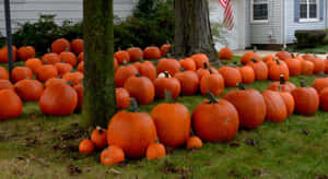 Celebrating The Fall Season With A Festive Pumpkin. Wallpaper