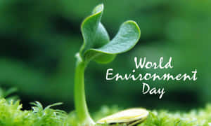 Celebrating World Environment Day With A Seedling In The Heart Of Nature Wallpaper