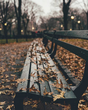 Central Park Bench With Fall Leaves Wallpaper