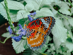 Cethosia Biblis Aesthetic Butterfly Wallpaper