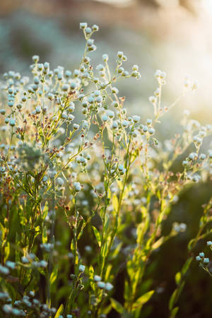 Chamomile Natural Flower In A Field Wallpaper