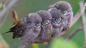 Charming Baby Owl Siblings In Nature Wallpaper