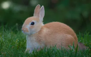 Charming Brown Rabbit Wallpaper