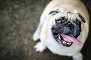 Charming Canine's Leisure Time Wallpaper