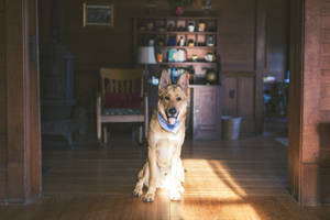 Charming German Shepherd Wearing A Fashionable Bandana. Wallpaper