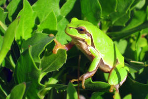 Charming Serenade From A Tiny Green Jewel - Cute Frog Wallpaper
