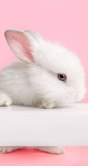 Charming White Bunny On Pink - Iphone Wallpaper Wallpaper
