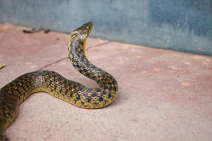 Checkered Keelback Snake Wallpaper