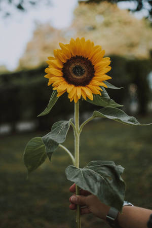 Cheerful Vibrance Of Sunflowers And Roses Wallpaper