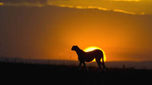Cheetah And Sunset In Africa Wallpaper