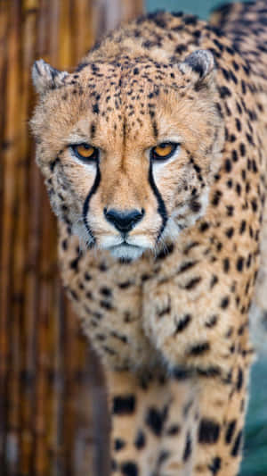 Cheetah At Rest In Its Natural Habitat Wallpaper