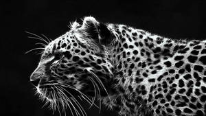 Cheetah Black And White Art Wallpaper