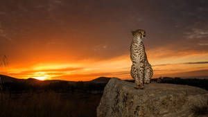 Cheetah On Rock Africa 4k Wallpaper
