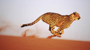Cheetah Running In Desert Wallpaper